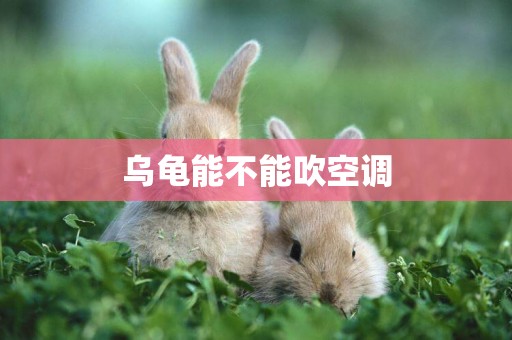 烏龜能不能吹空調