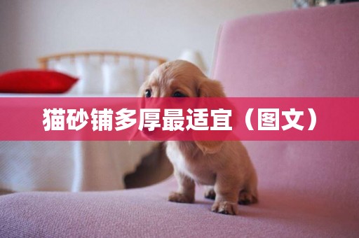貓砂鋪多厚最適宜（圖文）