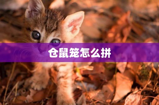 倉鼠籠怎么拼