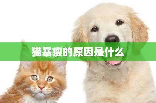 貓暴瘦的原因是什么