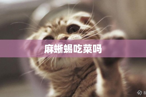 麻蜥蜴吃菜嗎