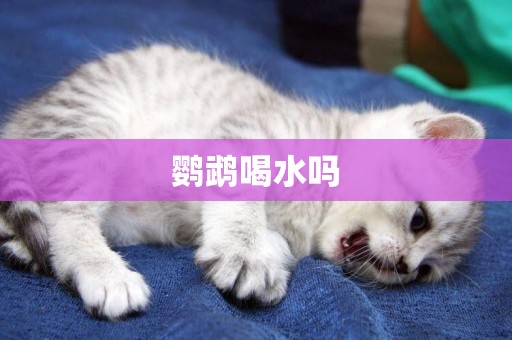 鸚鵡喝水嗎