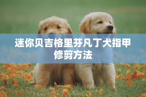 迷你貝吉格里芬凡丁犬指甲修剪方法