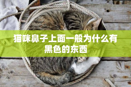 貓咪鼻子上面一般為什么有黑色的東西