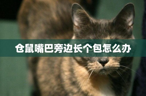 倉鼠嘴巴旁邊長個包怎么辦