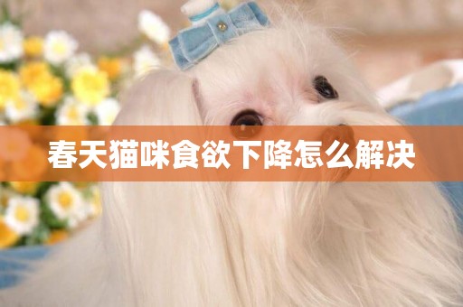 春天貓咪食欲下降怎么解決