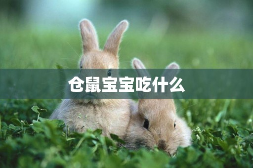 倉鼠寶寶吃什么