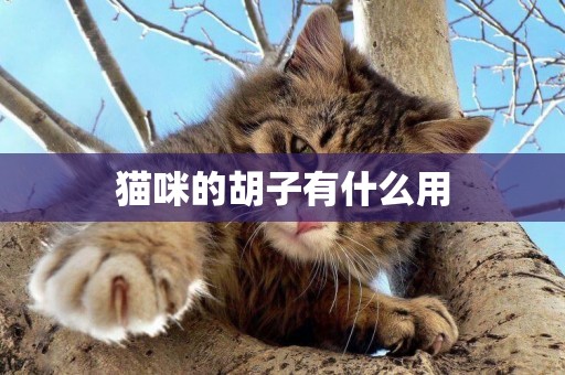 貓咪的胡子有什么用
