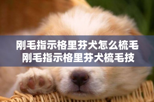 剛毛指示格里芬犬怎么梳毛 剛毛指示格里芬犬梳毛技巧