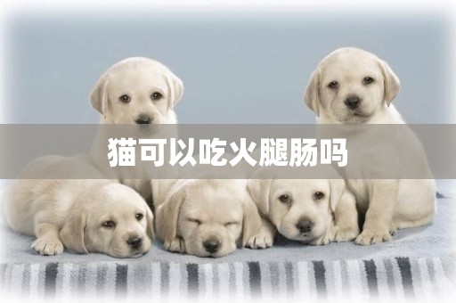 貓可以吃火腿腸嗎