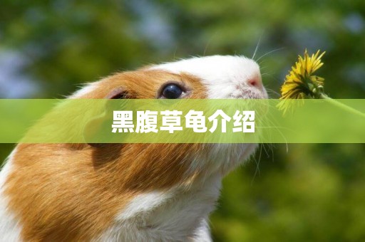 黑腹草龜介紹