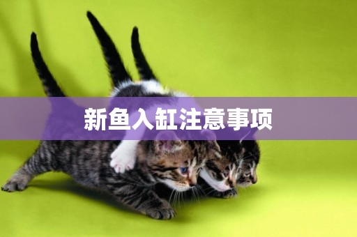新魚入缸注意事項