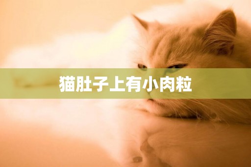 貓肚子上有小肉粒