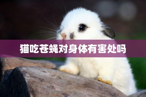 貓吃蒼蠅對身體有害處嗎