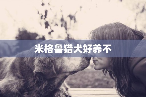 米格魯獵犬好養不