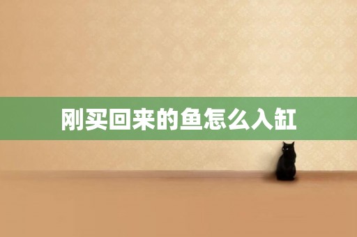剛買回來的魚怎么入缸