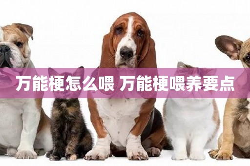 萬能梗怎么喂 萬能梗喂養要點