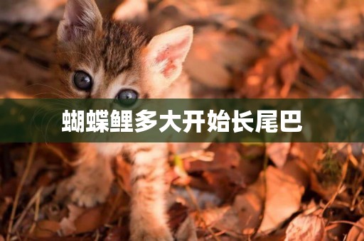 蝴蝶鯉多大開始長尾巴