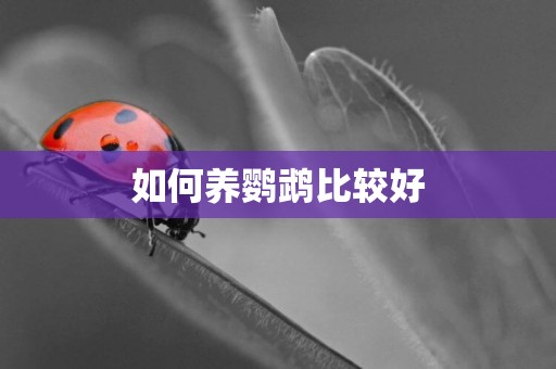 如何養鸚鵡比較好