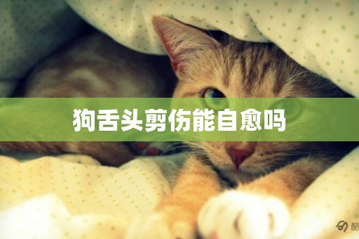 狗舌頭剪傷能自愈嗎