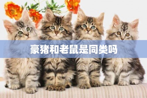 豪豬和老鼠是同類嗎