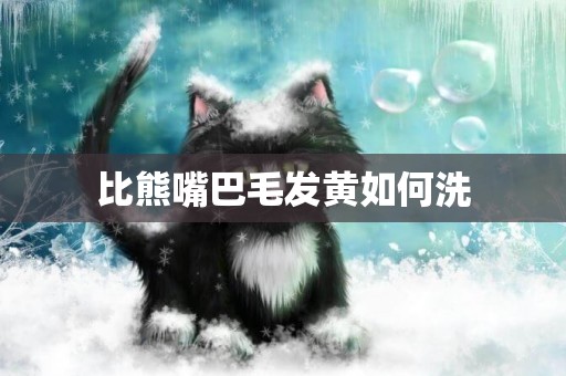 比熊嘴巴毛發黃如何洗