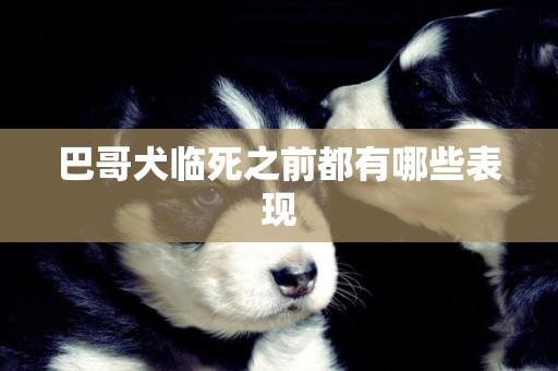 巴哥犬臨死之前都有哪些表現