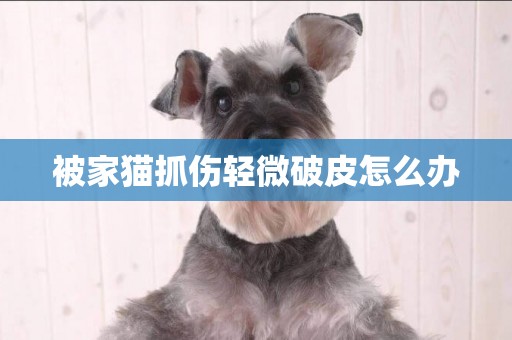 被家貓抓傷輕微破皮怎么辦