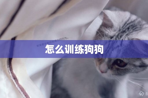 怎么訓練狗狗