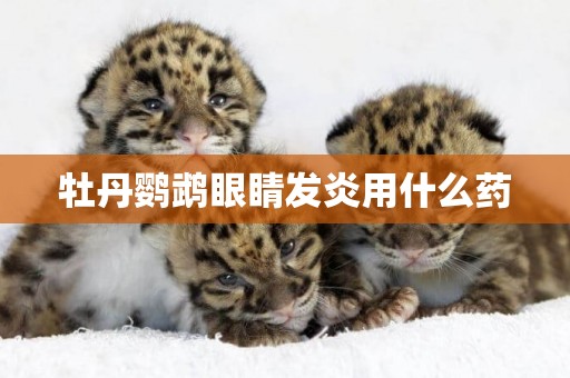 牡丹鸚鵡眼睛發炎用什么藥