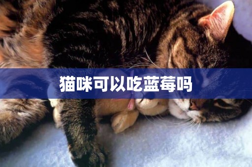 貓咪可以吃藍莓嗎