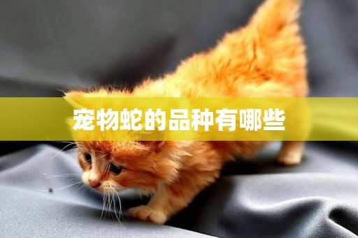 寵物蛇的品種有哪些