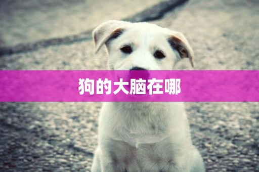 狗的大腦在哪