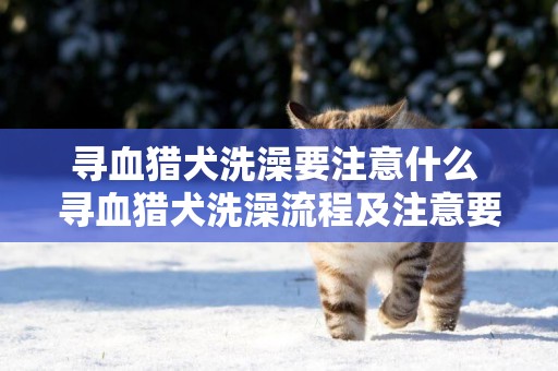 尋血獵犬洗澡要注意什么 尋血獵犬洗澡流程及注意要點