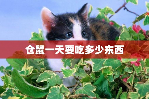 倉鼠一天要吃多少東西