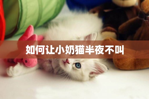 如何讓小奶貓半夜不叫