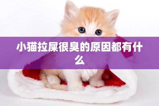 小貓拉屎很臭的原因都有什么