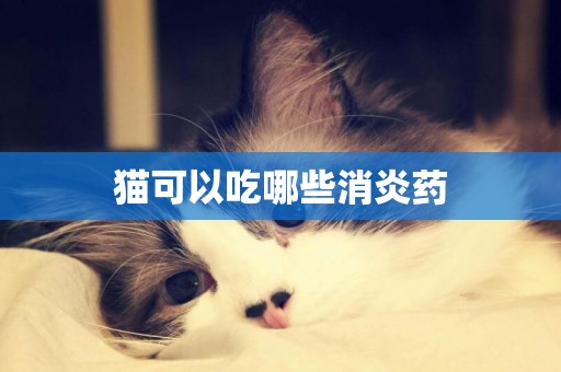 貓可以吃哪些消炎藥