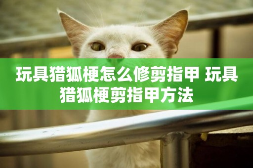 玩具獵狐梗怎么修剪指甲 玩具獵狐梗剪指甲方法