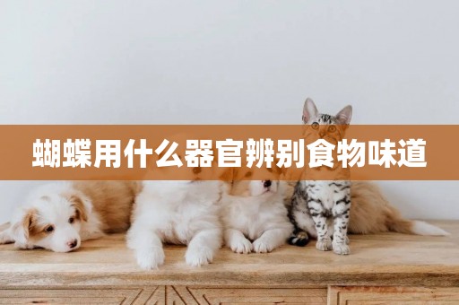 蝴蝶用什么器官辨別食物味道