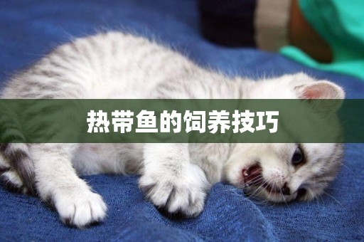 熱帶魚的飼養技巧