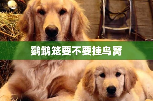 鸚鵡籠要不要掛鳥窩