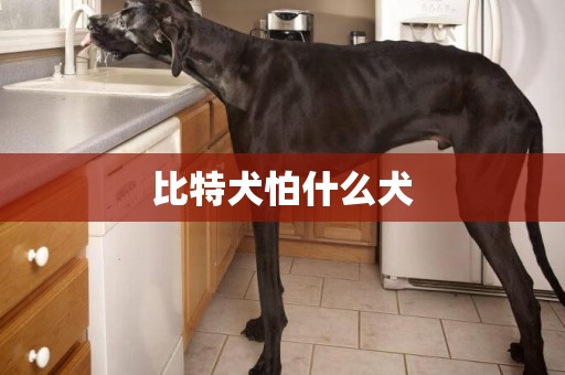比特犬怕什么犬