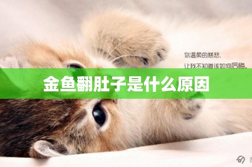 金魚翻肚子是什么原因