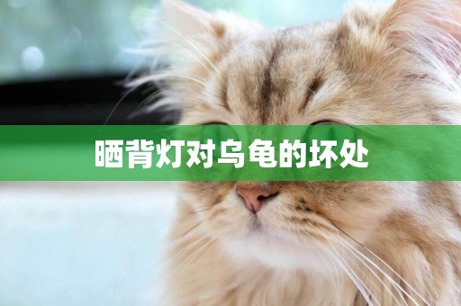 曬背燈對烏龜的壞處