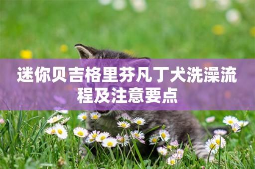 迷你貝吉格里芬凡丁犬洗澡流程及注意要點
