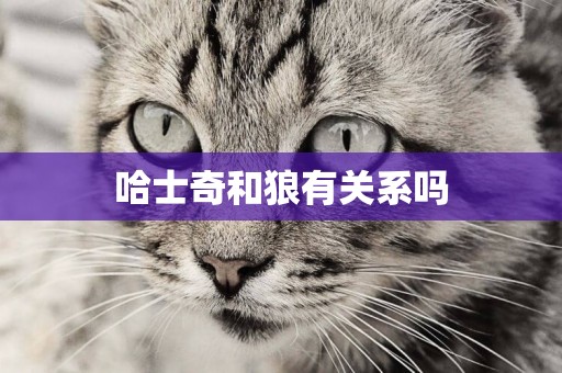 哈士奇和狼有關系嗎