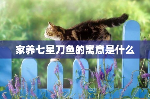家養七星刀魚的寓意是什么