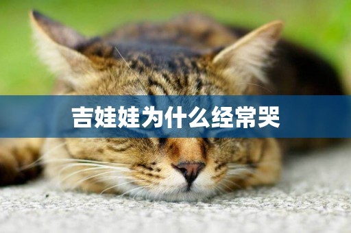 吉娃娃為什么經常哭