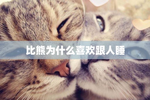 比熊為什么喜歡跟人睡